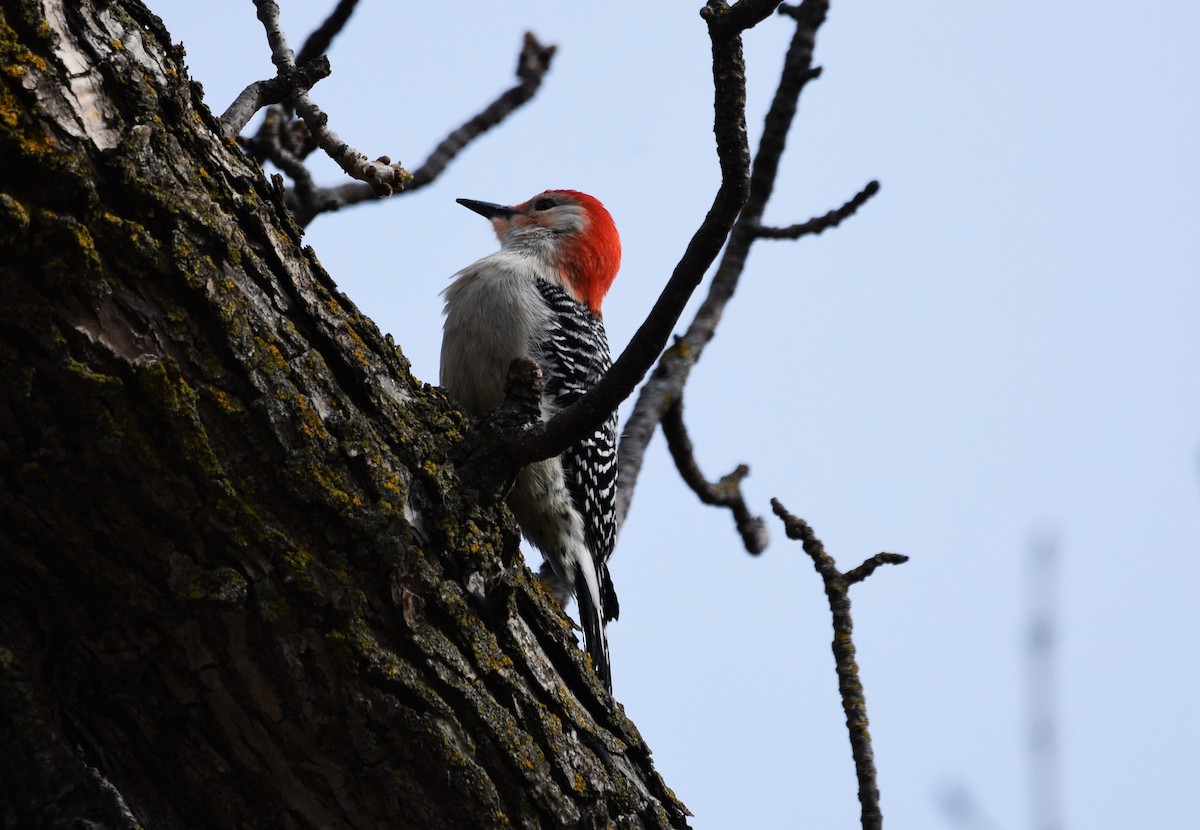 Red-bellied Woodpecker - Lee Adam