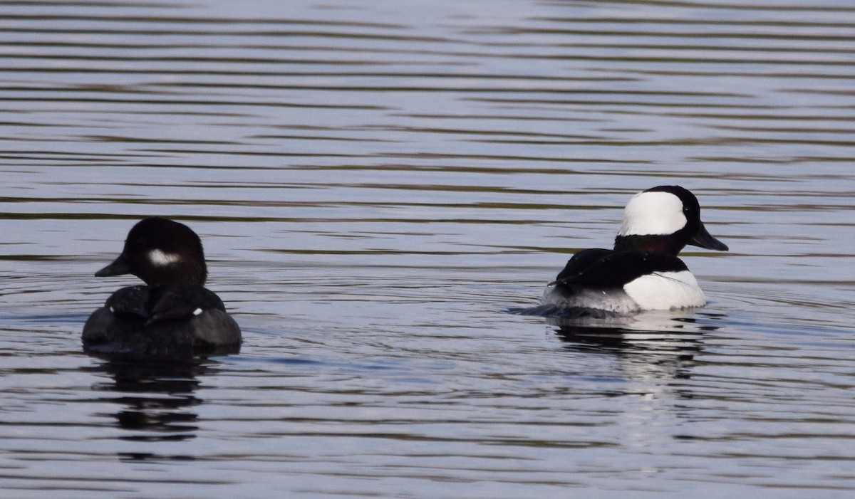 Bufflehead - Lee Adam