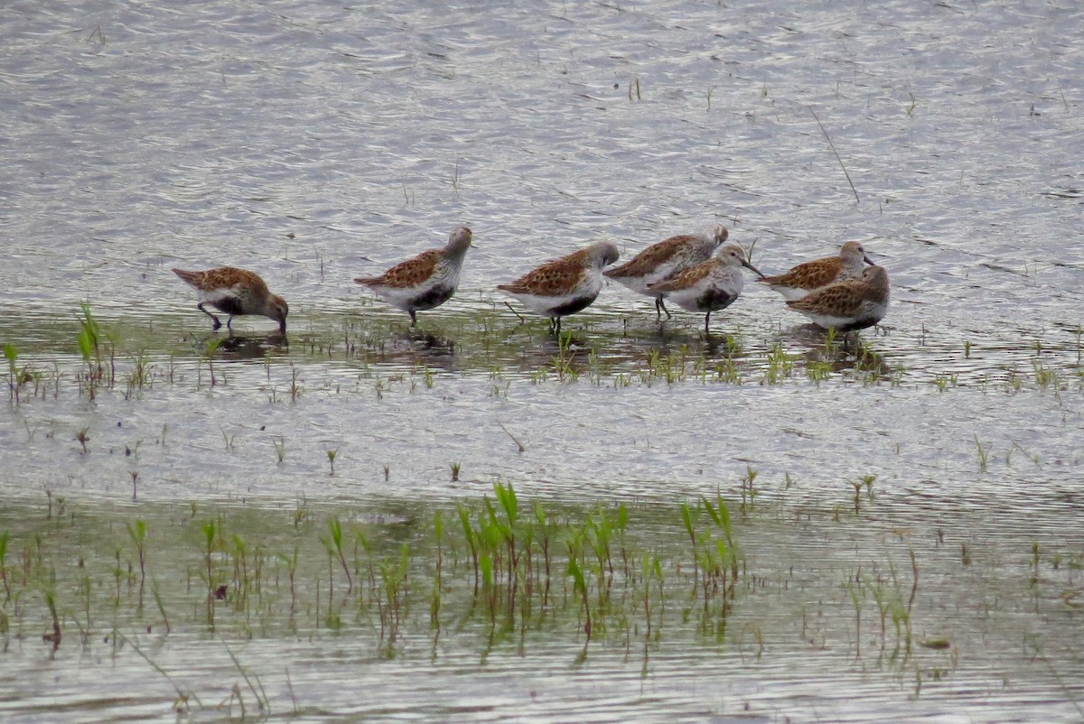 Dunlin - ML157631581