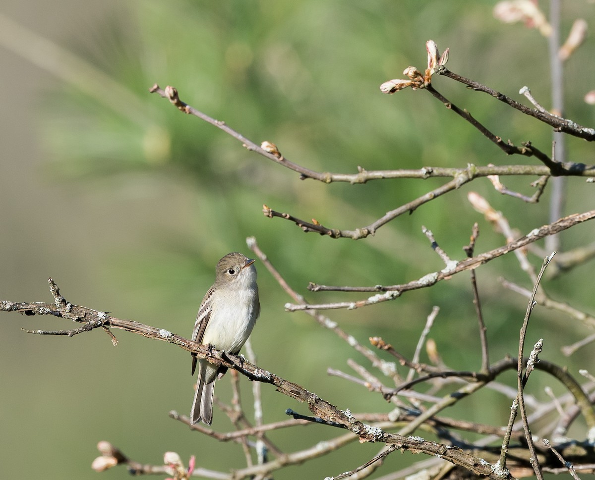 Least Flycatcher - ML157631991