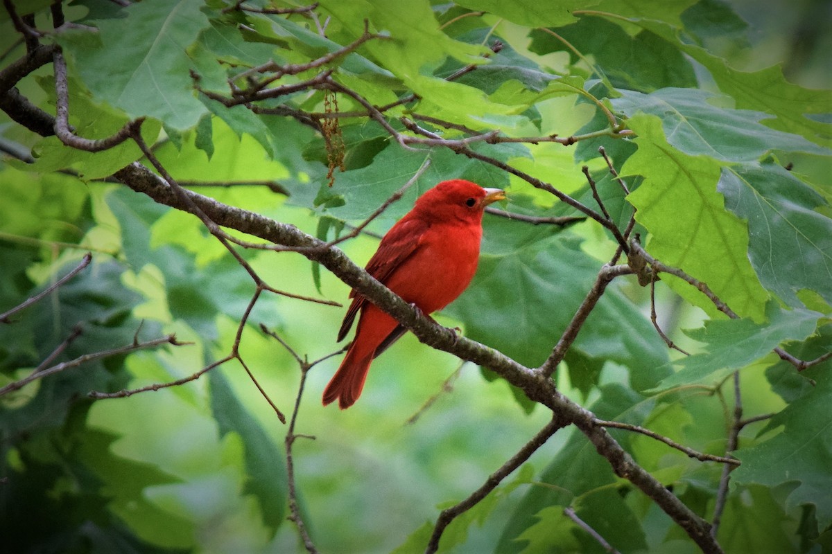 Summer Tanager - ML157632411