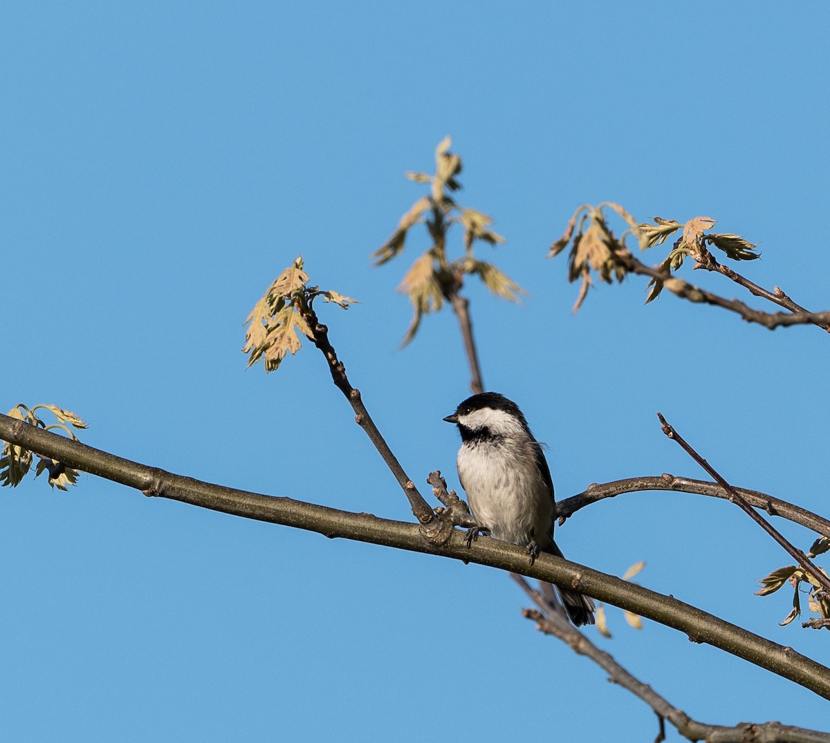 Black-capped Chickadee - ML157633051