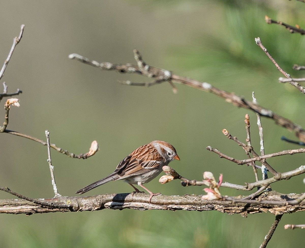 Field Sparrow - ML157633701