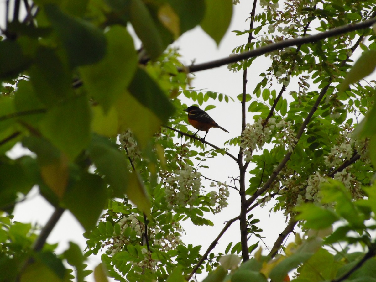 Baltimore Oriole - ML157634371