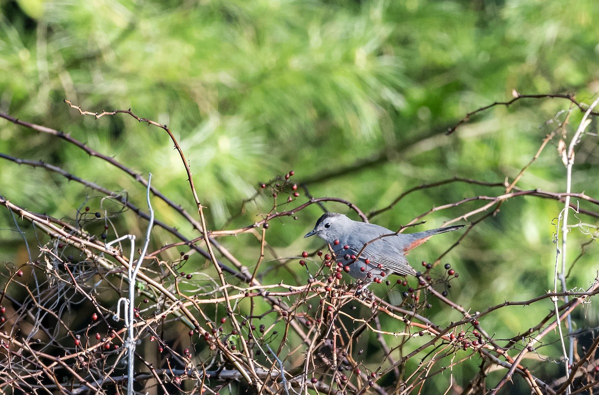 Gray Catbird - ML157634391