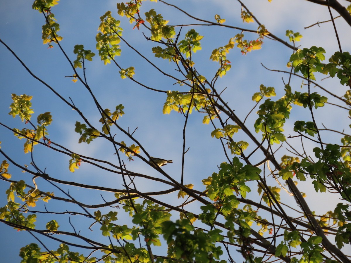 Townsend's Warbler - ML157636001