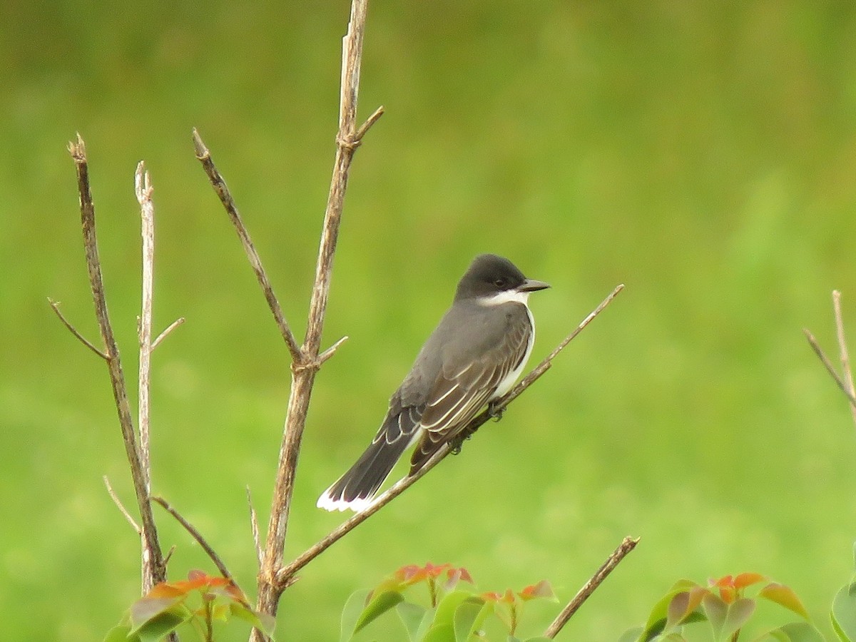 Eastern Kingbird - ML157640051