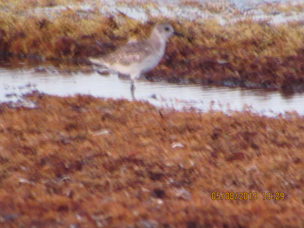 Black-bellied Plover - ML157641041