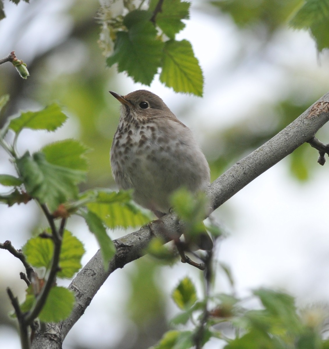 Hermit Thrush - ML157641101