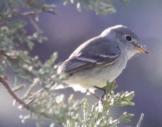 Gray Flycatcher - ML157641251