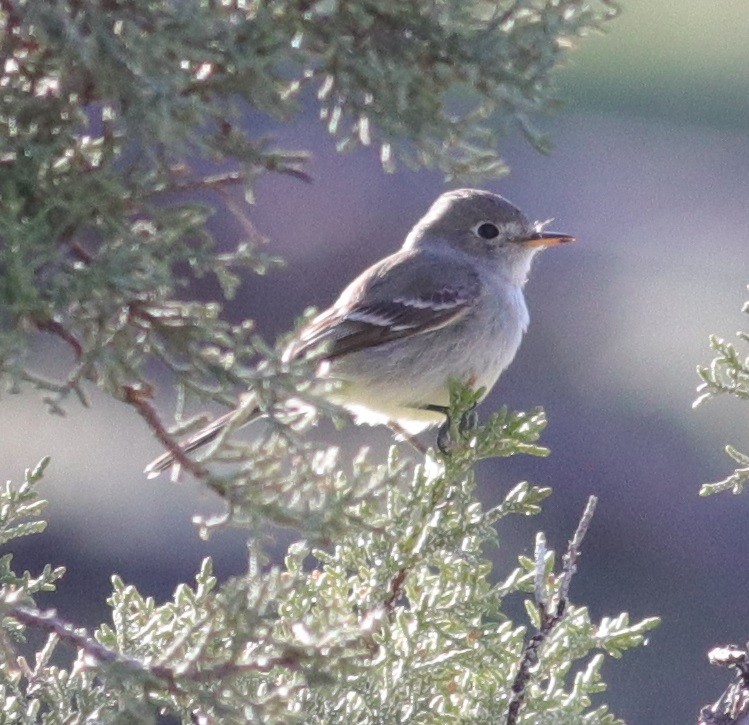 Gray Flycatcher - ML157641361