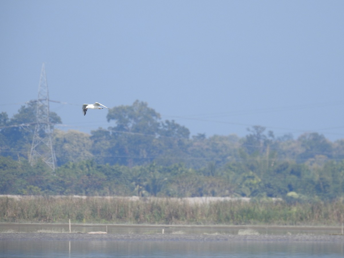 Black-headed Gull - ML157642371