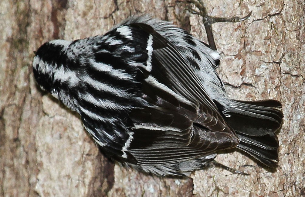 Black-and-white Warbler - Timon Tesar