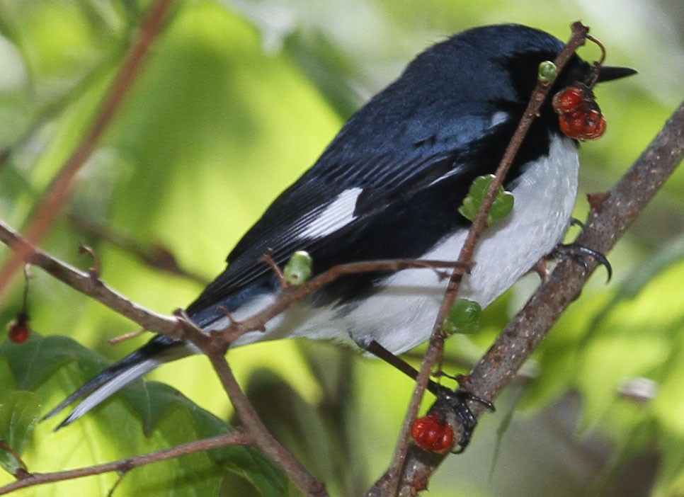 Black-throated Blue Warbler - ML157642791