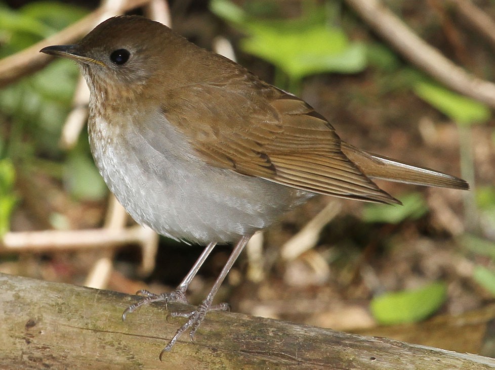 Veery - ML157643081