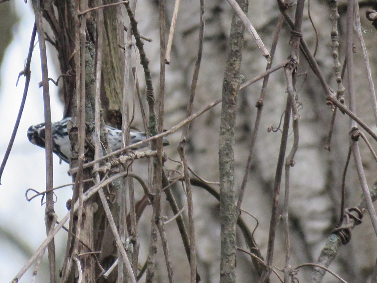 Black-and-white Warbler - ML157643841