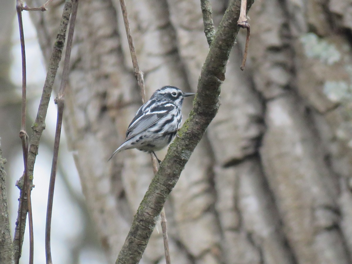 Black-and-white Warbler - ML157643851