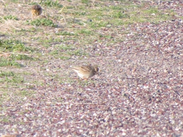 Vesper Sparrow - ML157644431