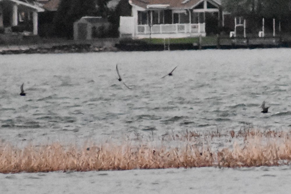 Black Tern - josh Ketry