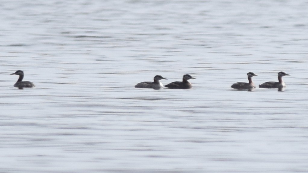 Red-necked Grebe - ML157646241