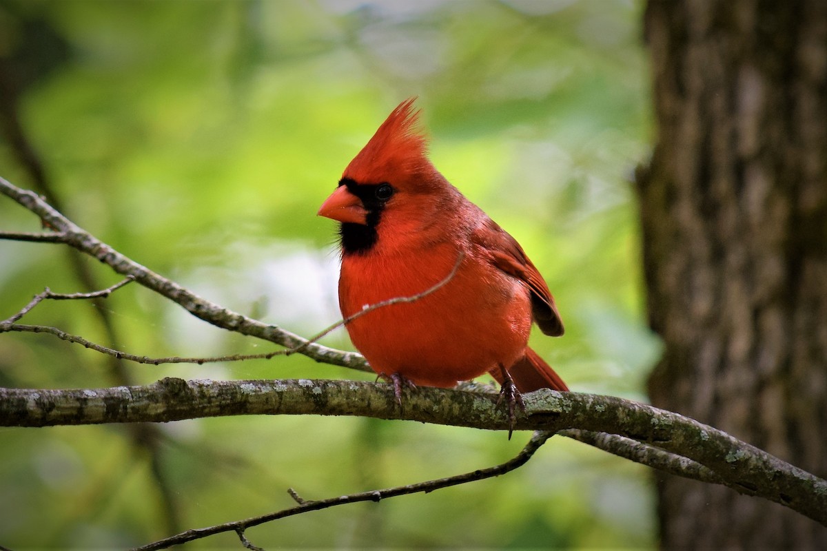 Northern Cardinal - ML157646671