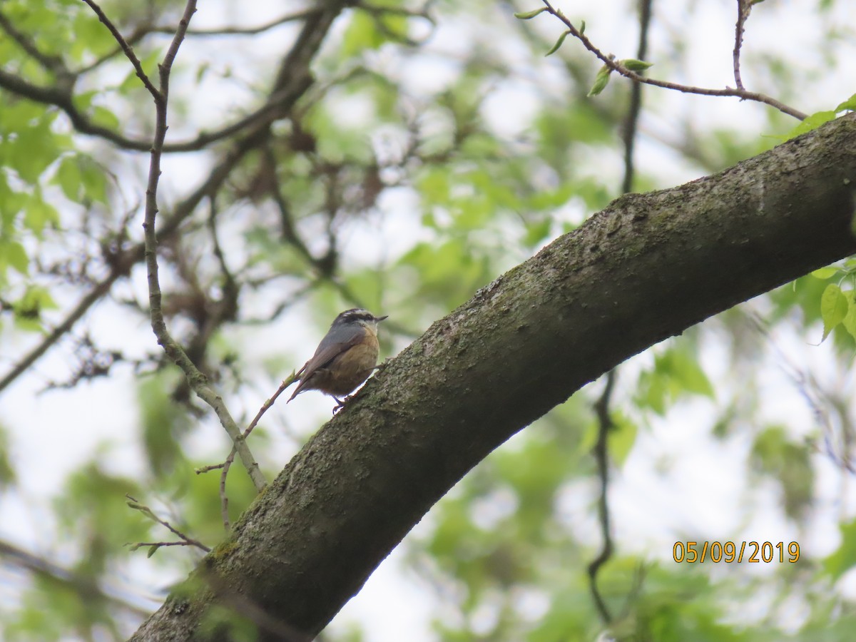 Red-breasted Nuthatch - ML157649661