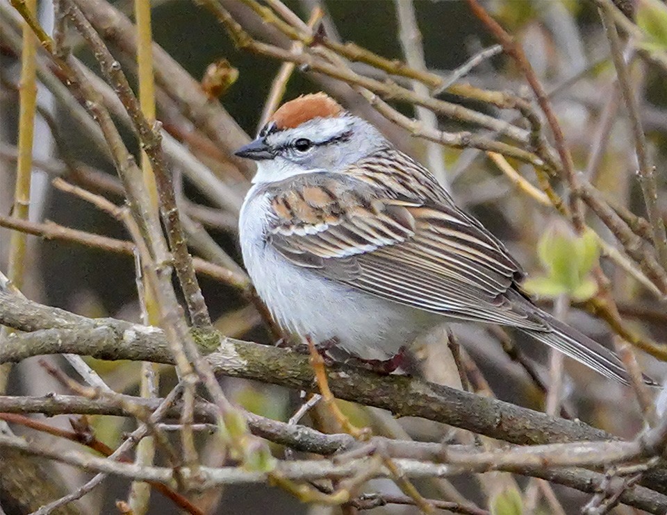 Chipping Sparrow - ML157650101