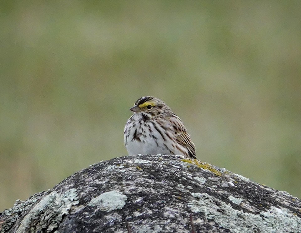 Savannah Sparrow - ML157650151