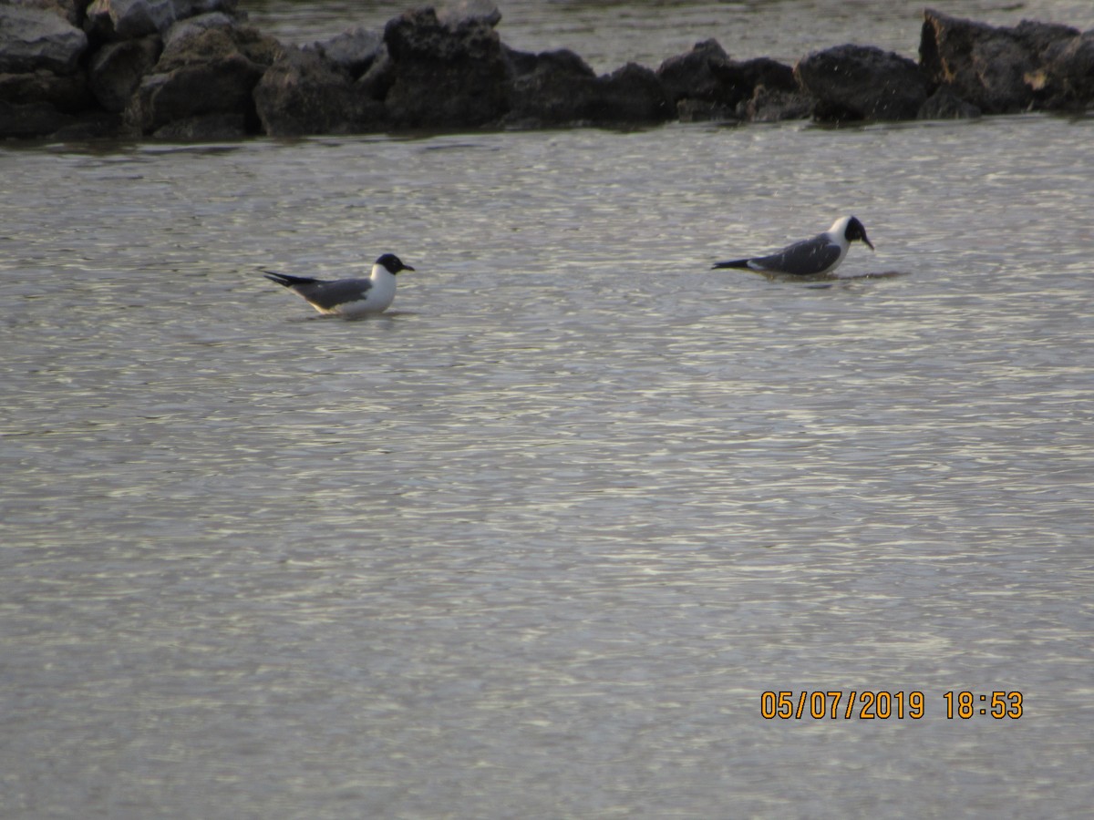 Laughing Gull - ML157650861