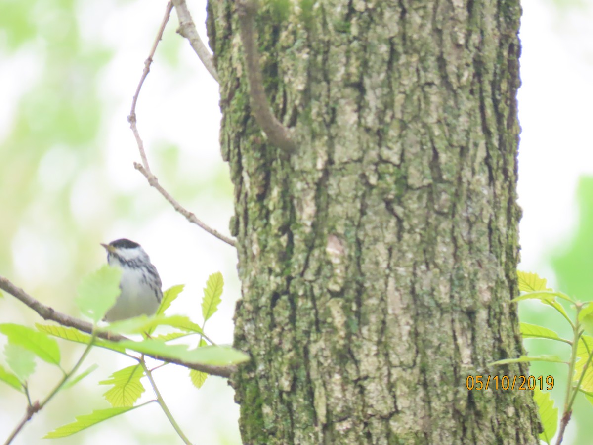 Blackpoll Warbler - ML157651291