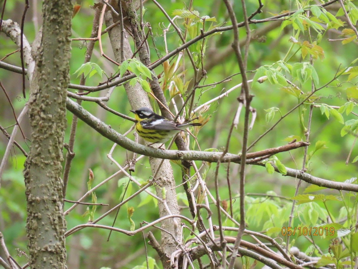 Magnolia Warbler - ML157651481