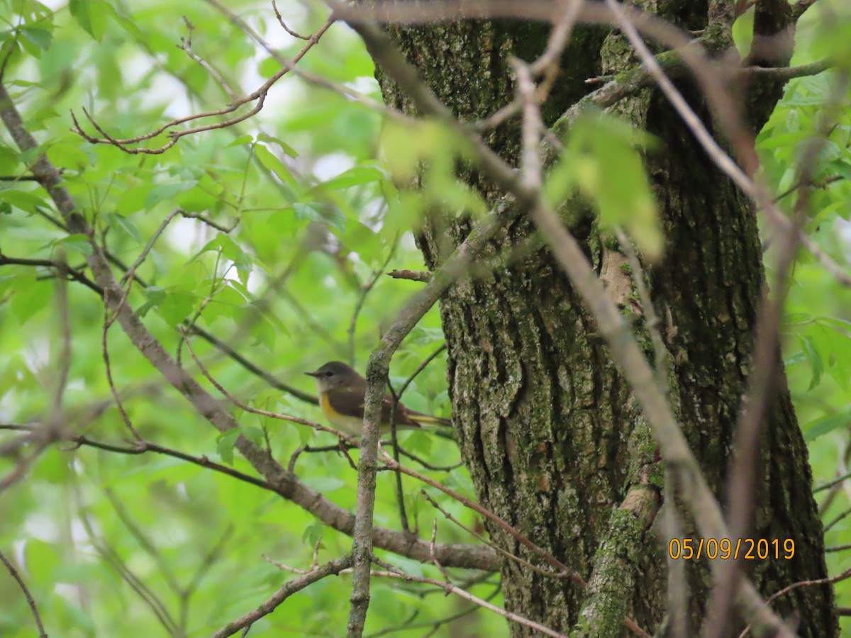 American Redstart - ML157651601