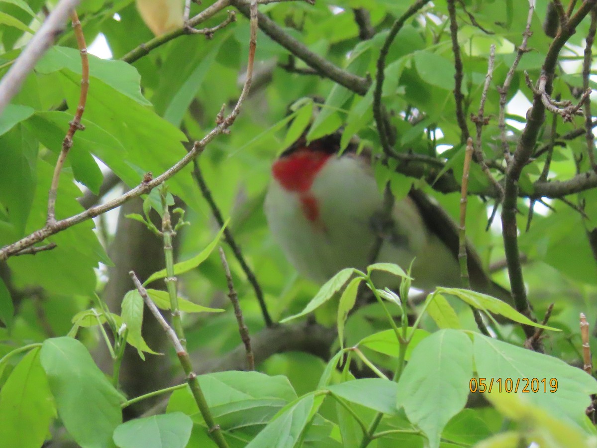 Rose-breasted Grosbeak - J Reinhard