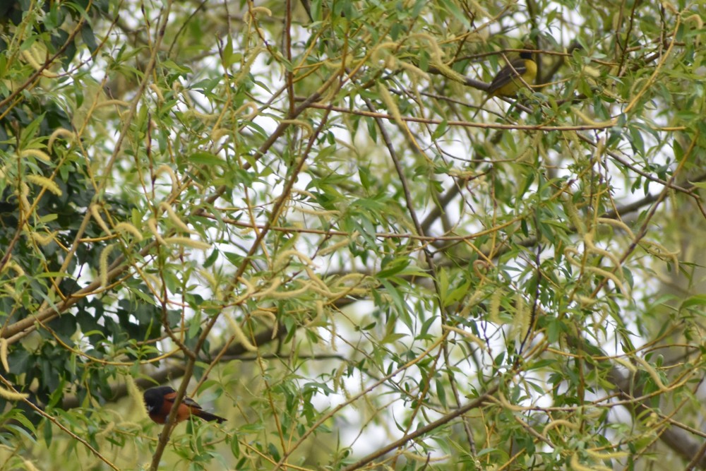 Orchard Oriole - josh Ketry