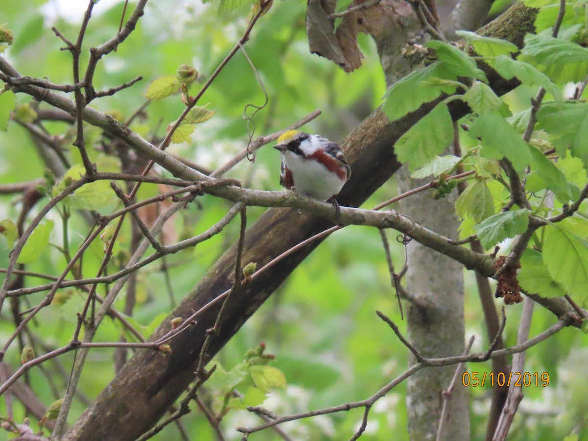 Chestnut-sided Warbler - ML157653291