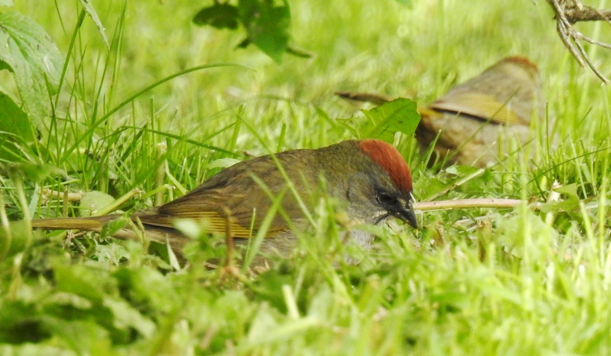 Green-tailed Towhee - Sandra Blair