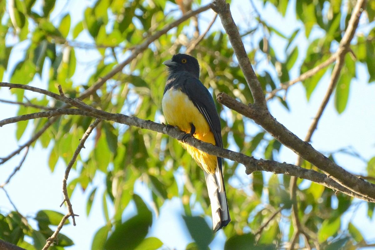 Trogon citrin - ML157656941