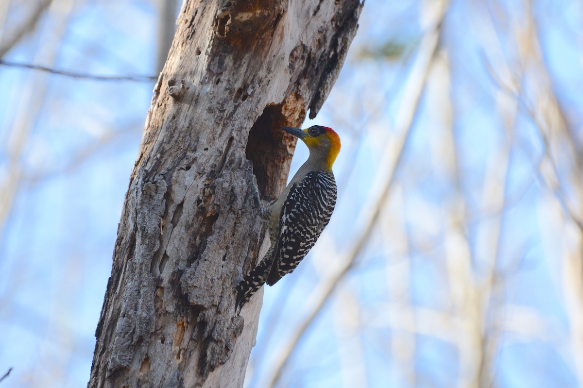 Golden-cheeked Woodpecker - Tim Bandfield