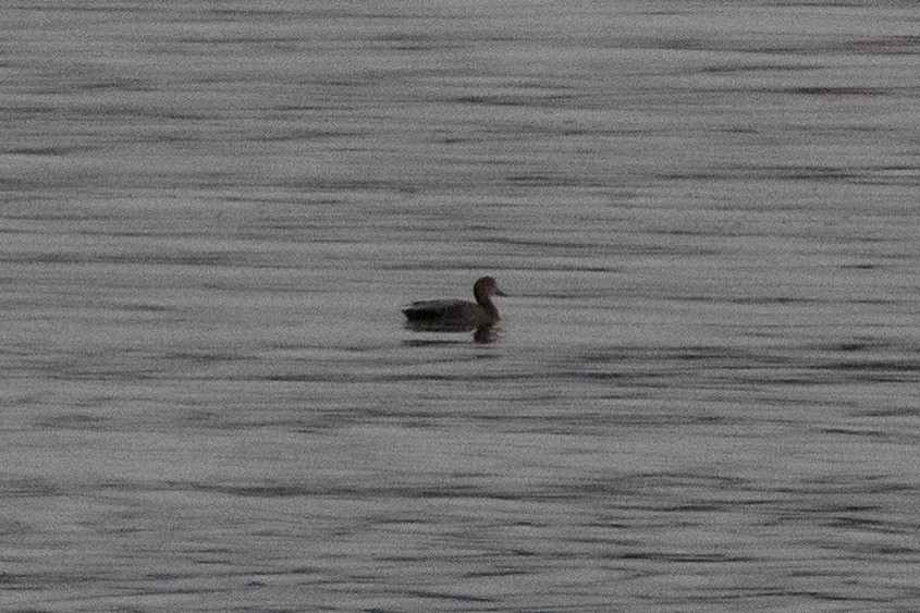 Gadwall - ML157657391