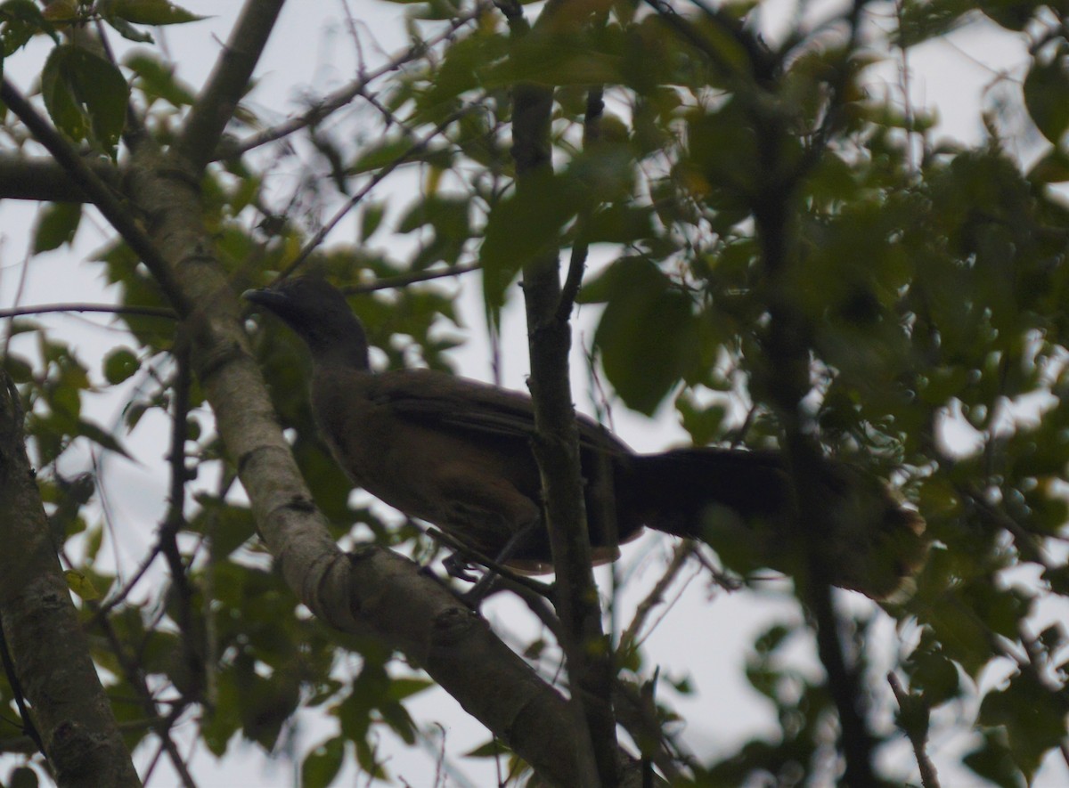 Plain Chachalaca - ML157657501