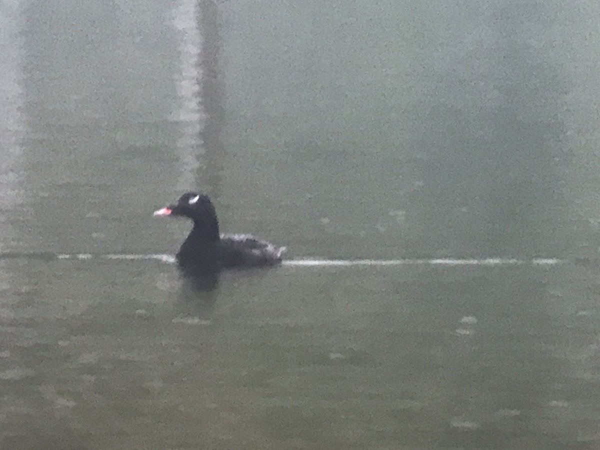 White-winged Scoter - ML157657661