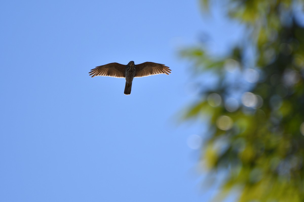 Brown Goshawk - ML157658131