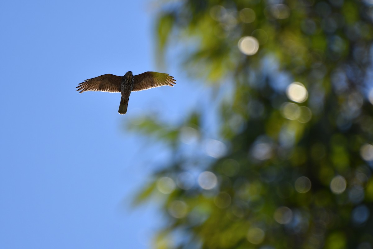 Brown Goshawk - ML157658141