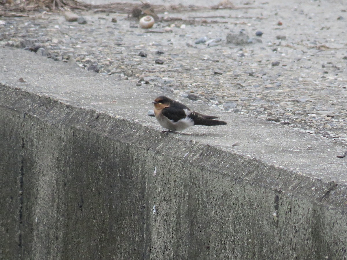Pacific Swallow - ML157659951