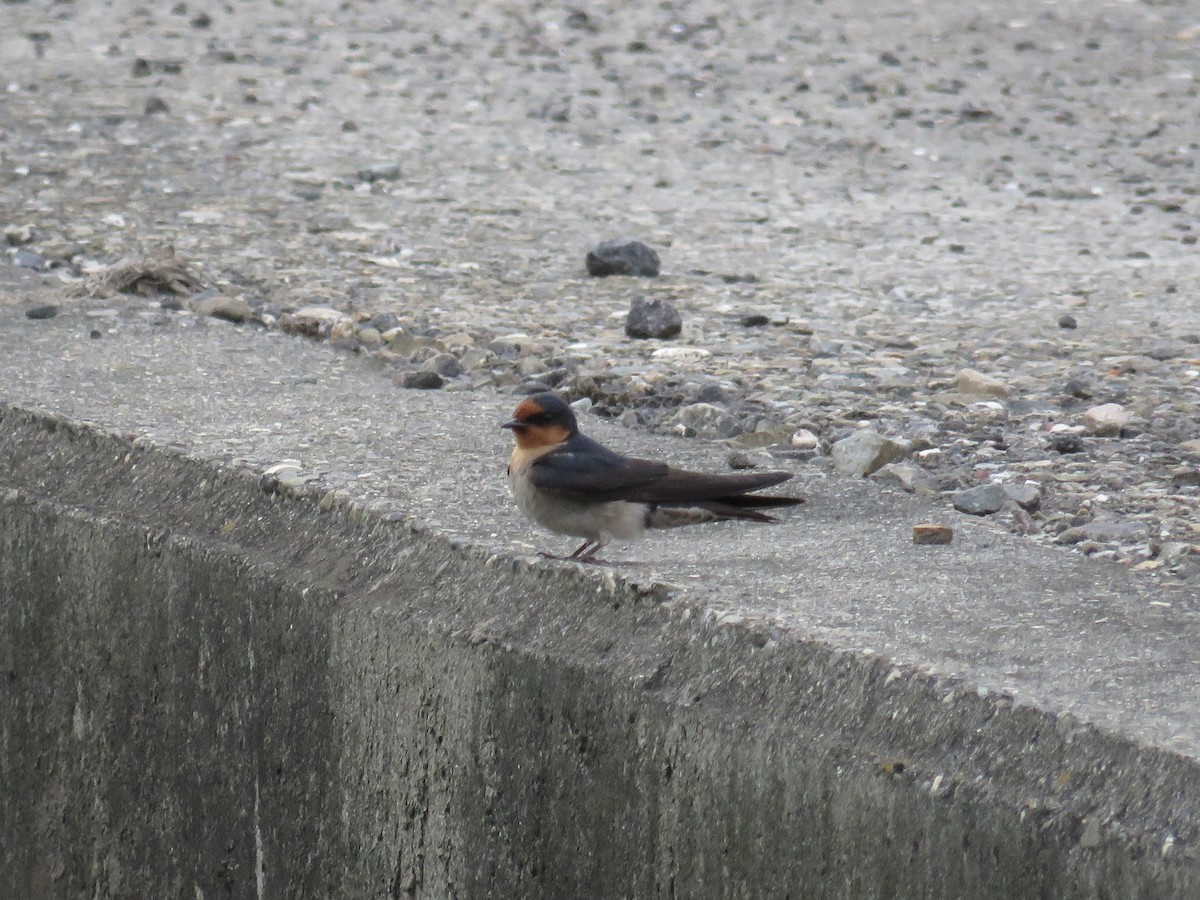 Pacific Swallow - ML157659981