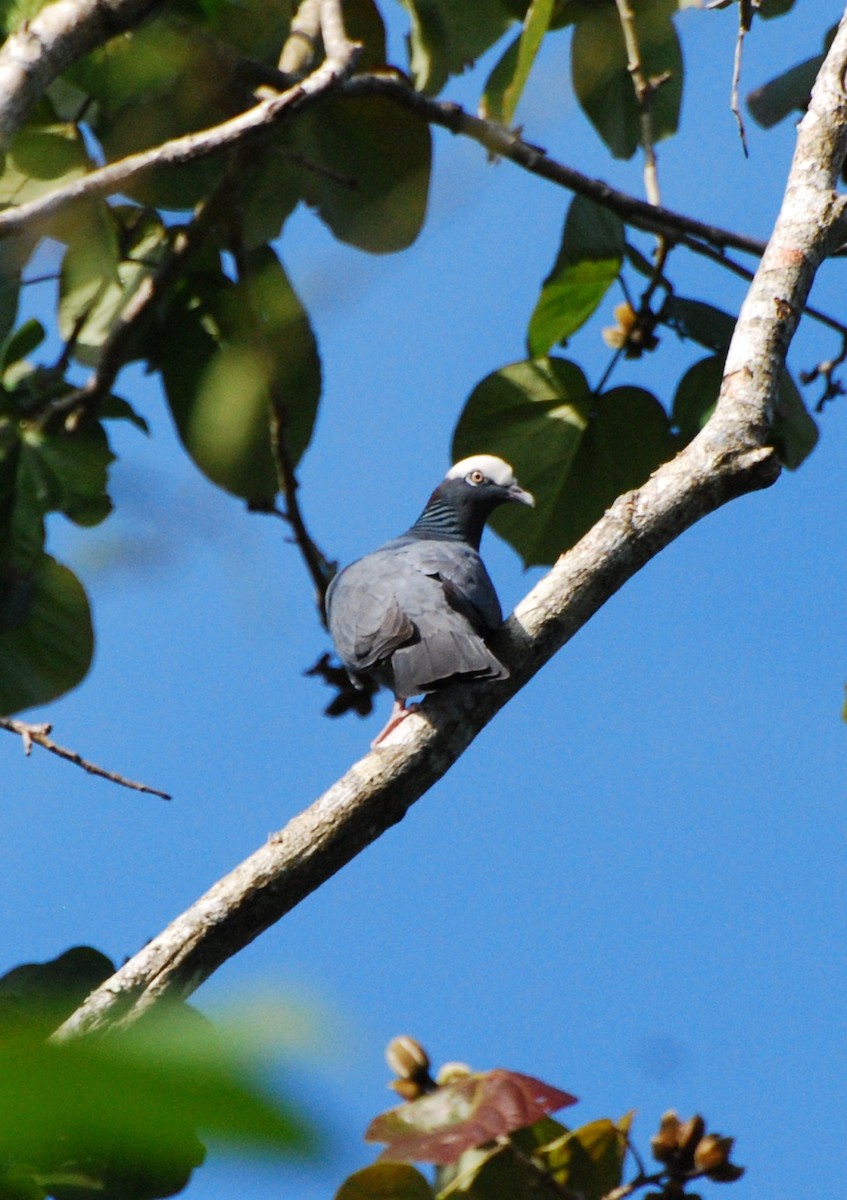 White-crowned Pigeon - ML157660781