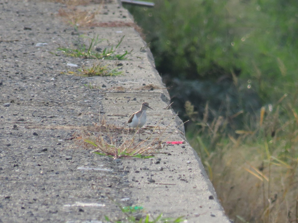 Common Sandpiper - ML157660881