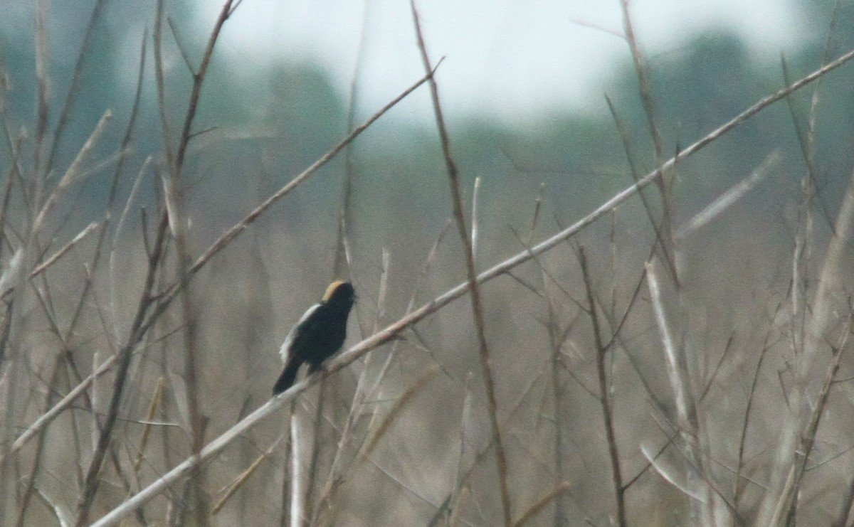 bobolink americký - ML157661721