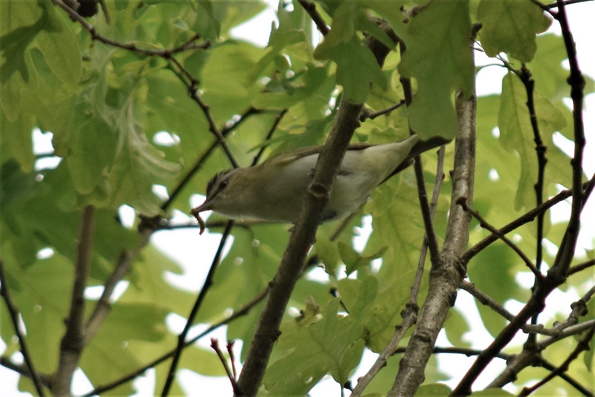 Red-eyed Vireo - ML157662181