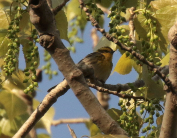Townsend's Warbler - ML157662541